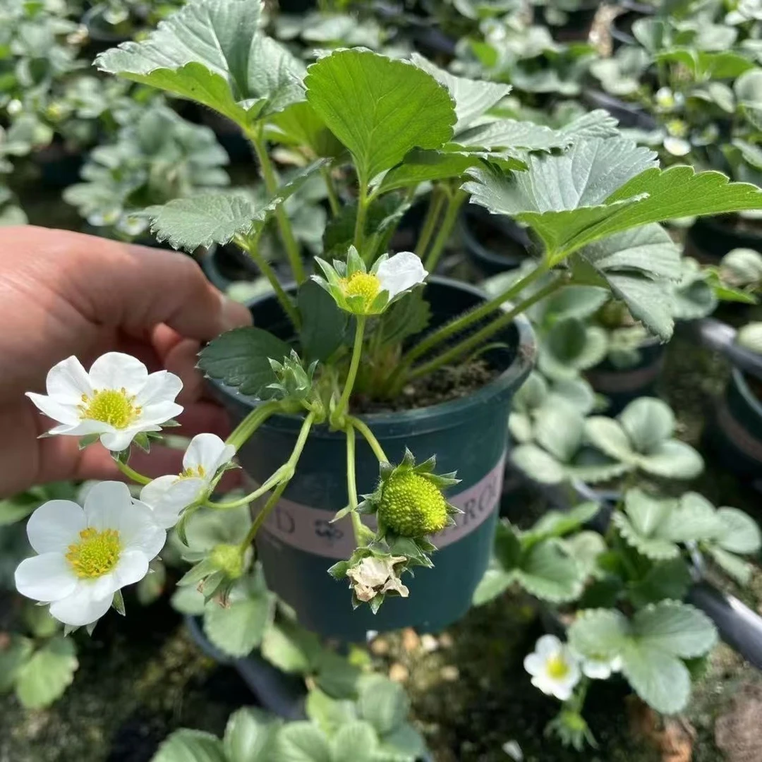草苺苗盆栽带土带盆南北方露天阳台种植四季草莓苗当年结果