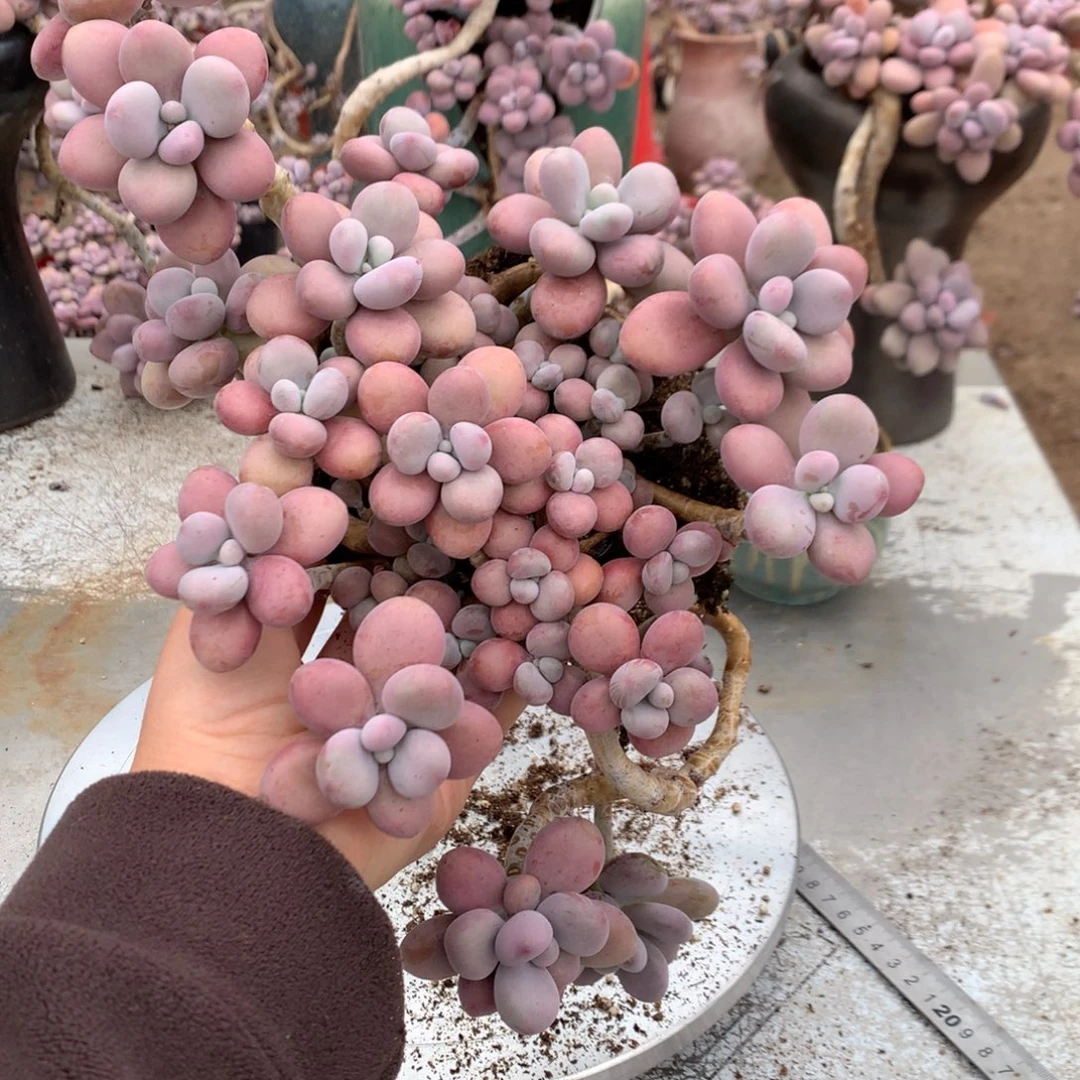 桃蛋老桩不带盆19号