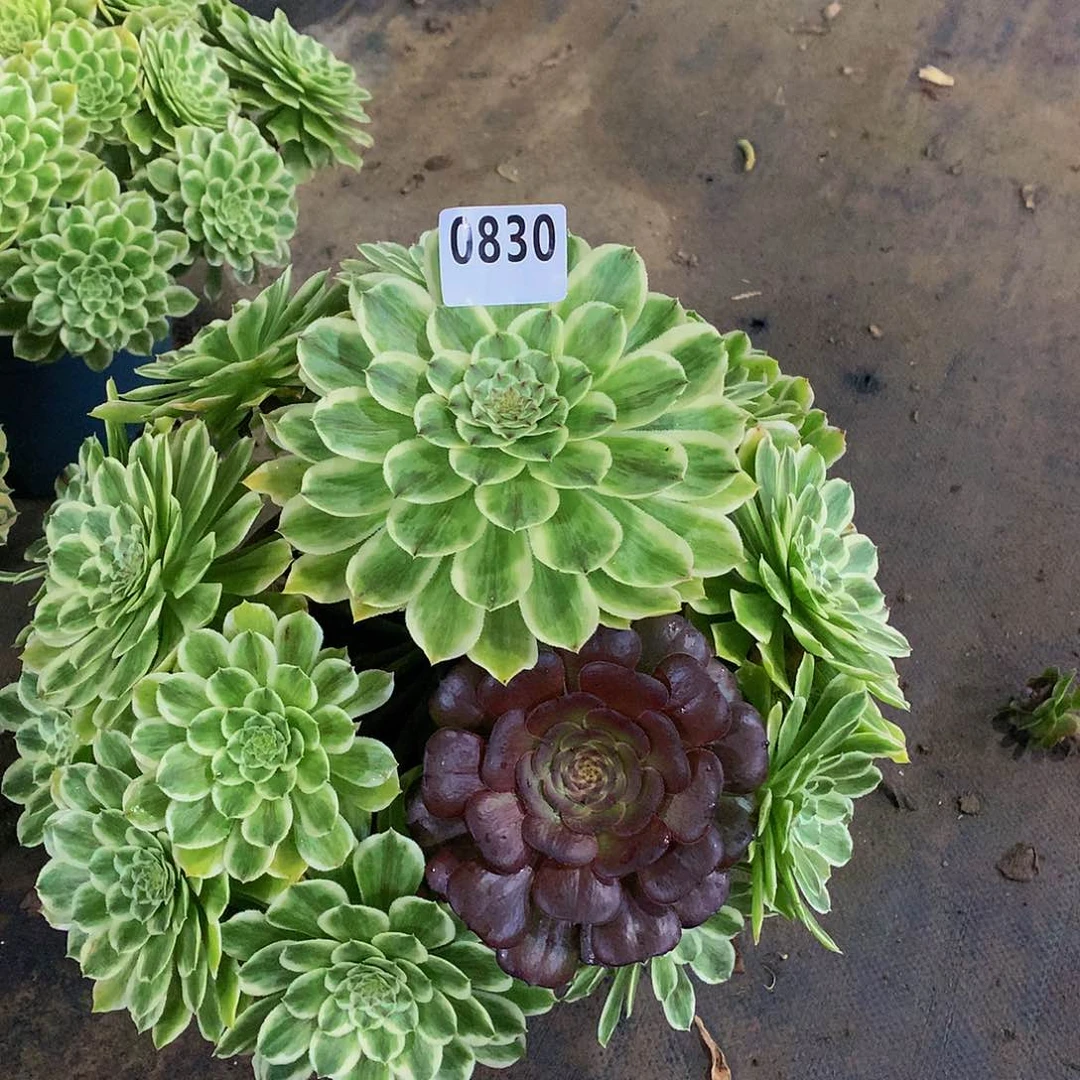 ?*A多肉碧浪.0830.000000