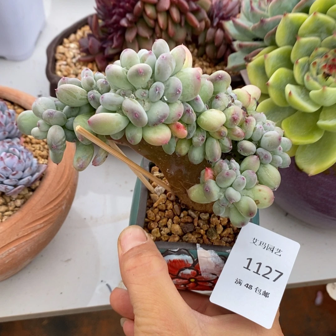 天***心三日月美人缀化多肉多肉1127