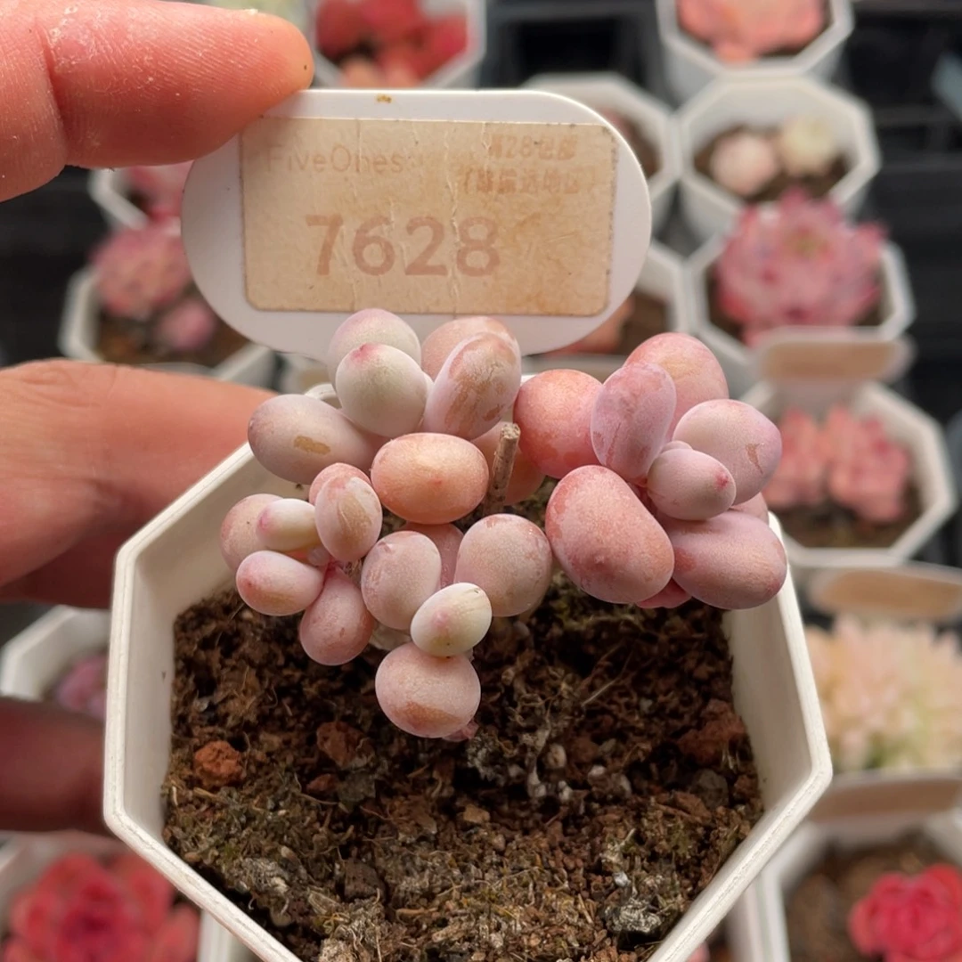 桃蛋7628-5.5厘米