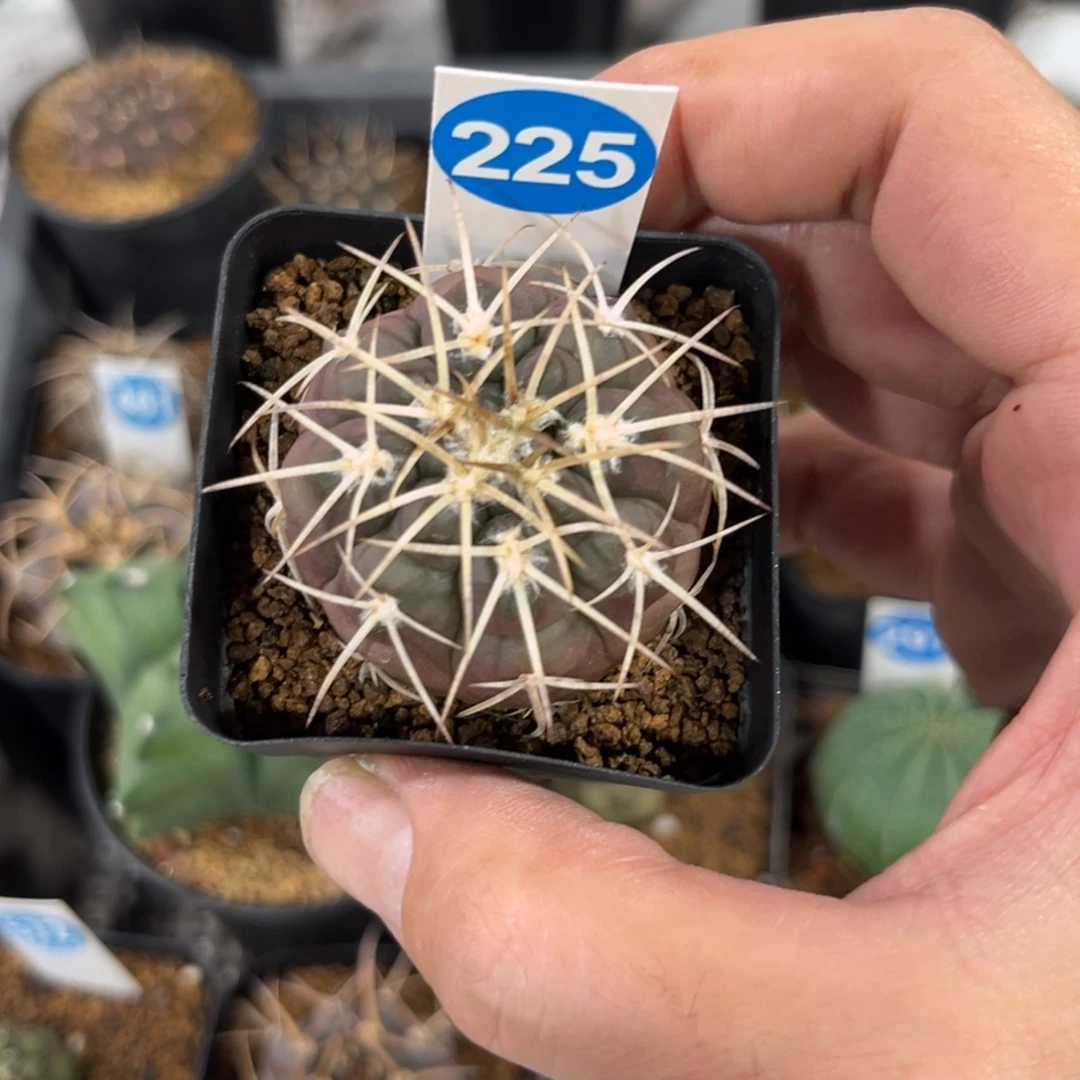 225实生趴刺天平带盆带土