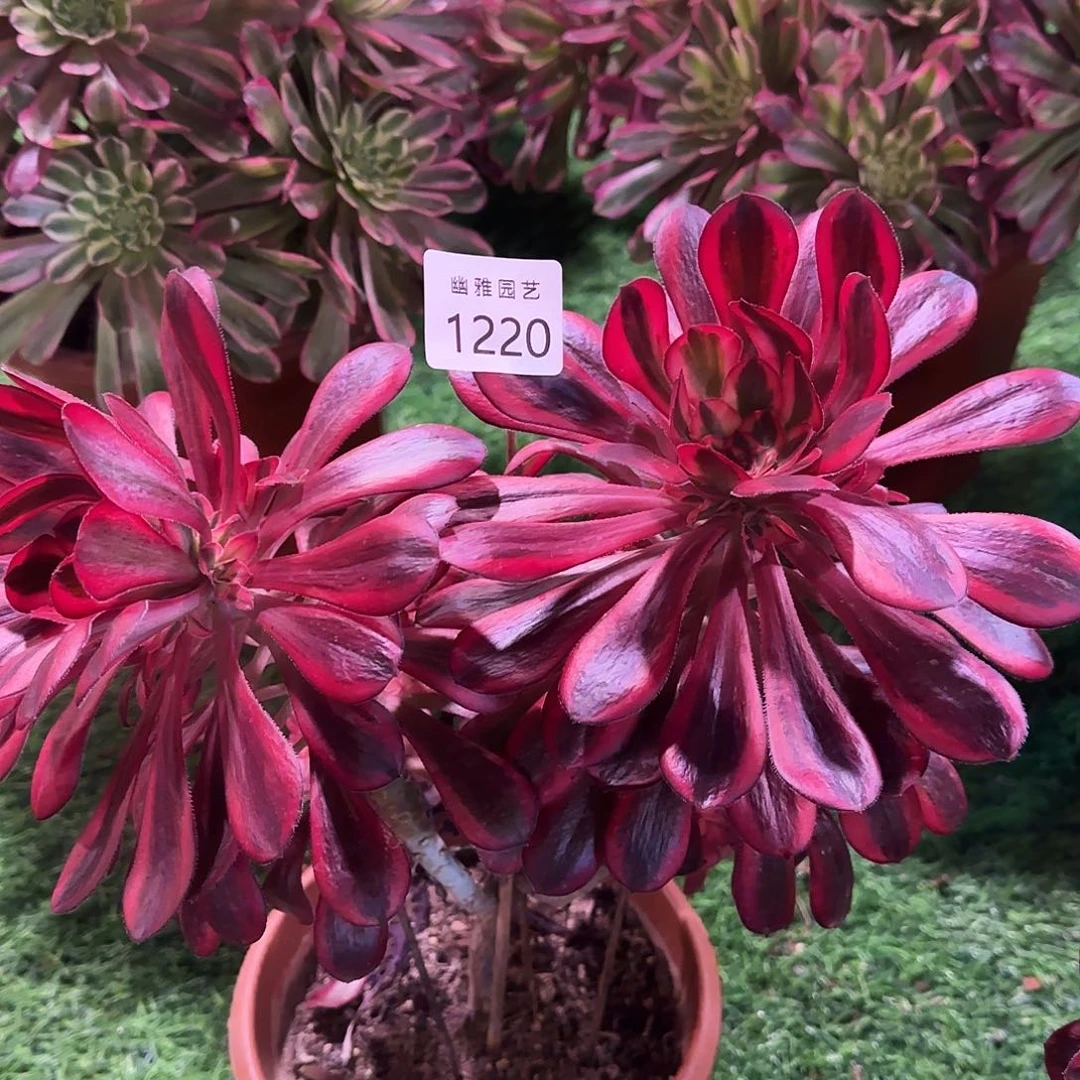 多肉植物香奈儿1220