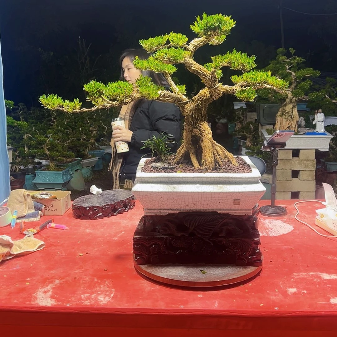 无花朵广东黄杨盆景