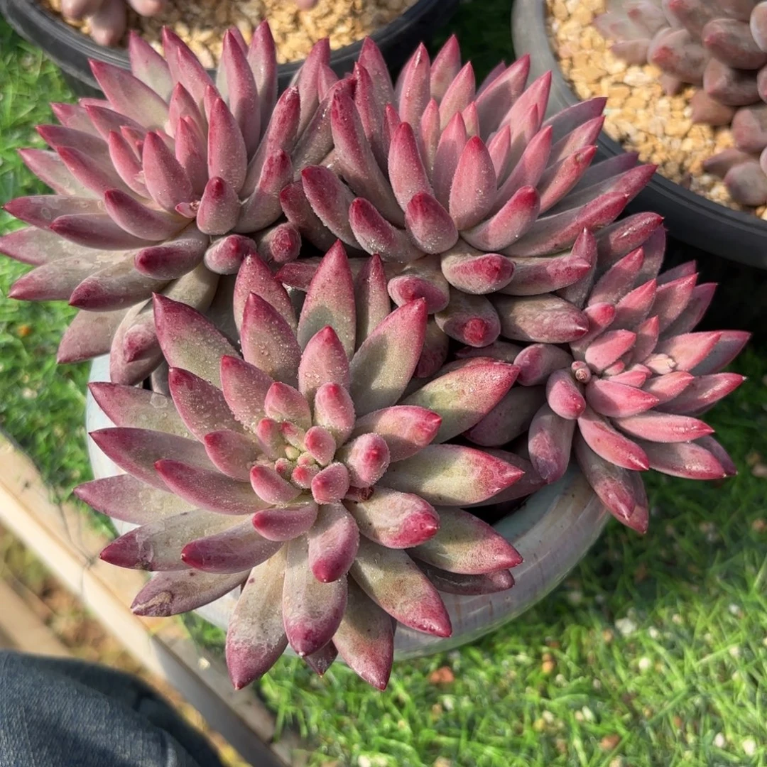 流沙体虞美人多肉7888888888888