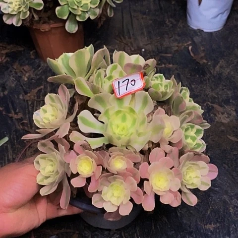 男神老桩捧花变异170号