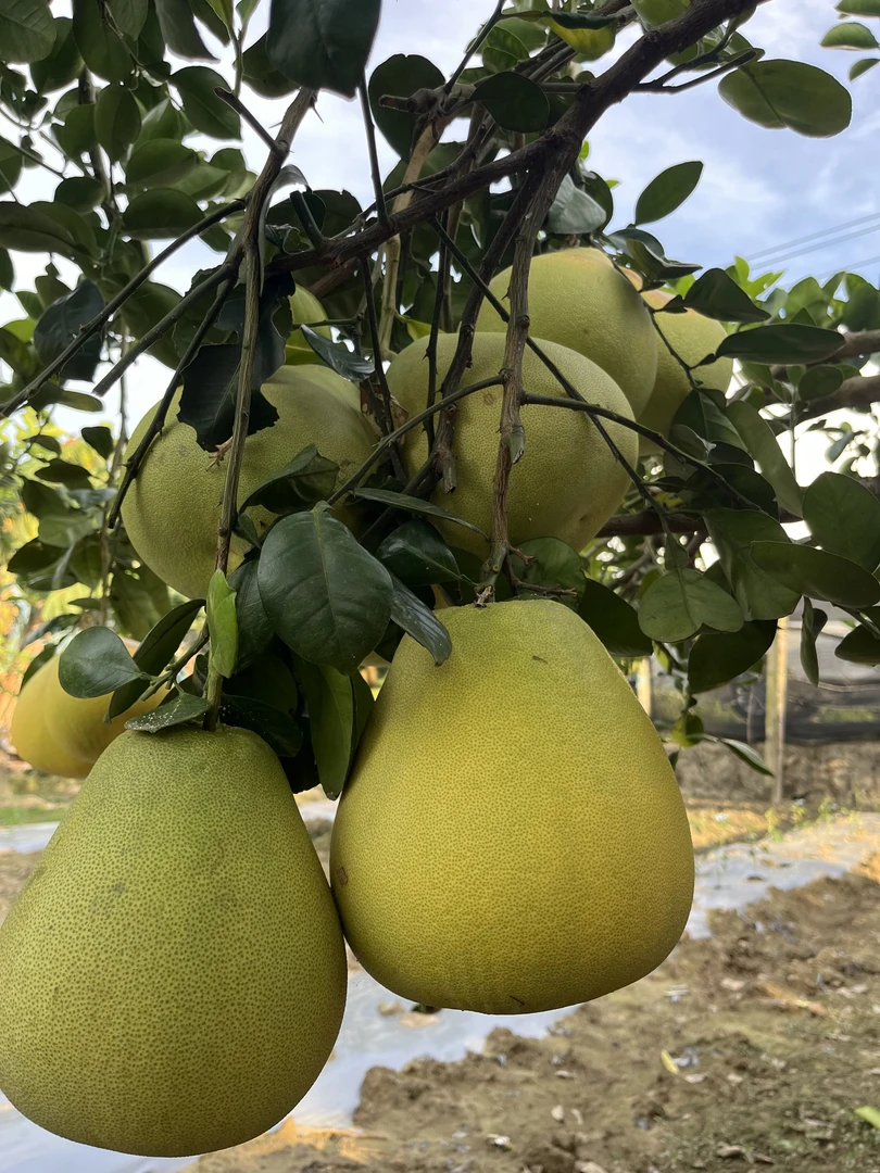 瑞丽弄岛水晶柚鲜嫩多汁，口感清甜