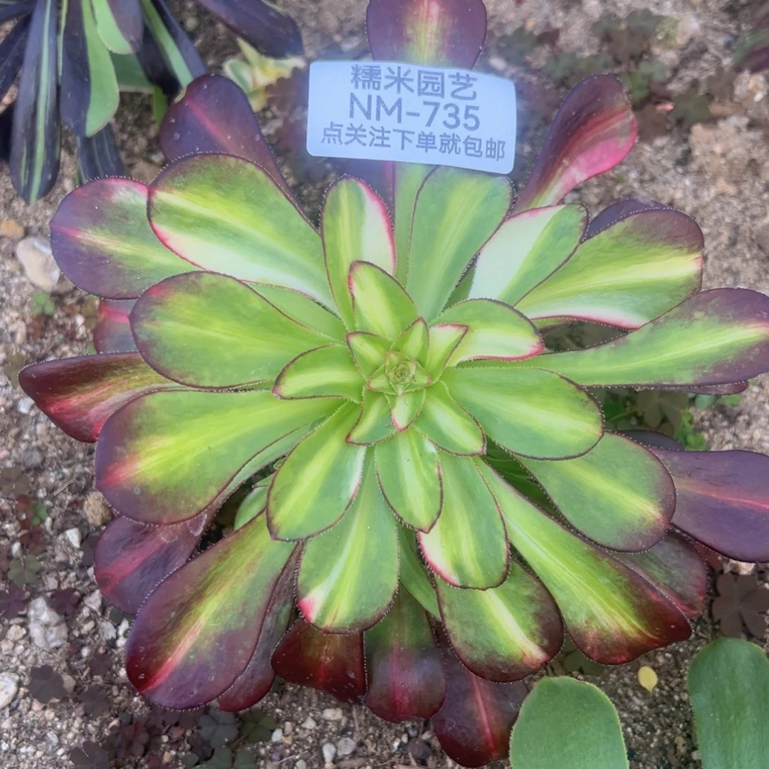 农***太花蝴蝶多肉植物735