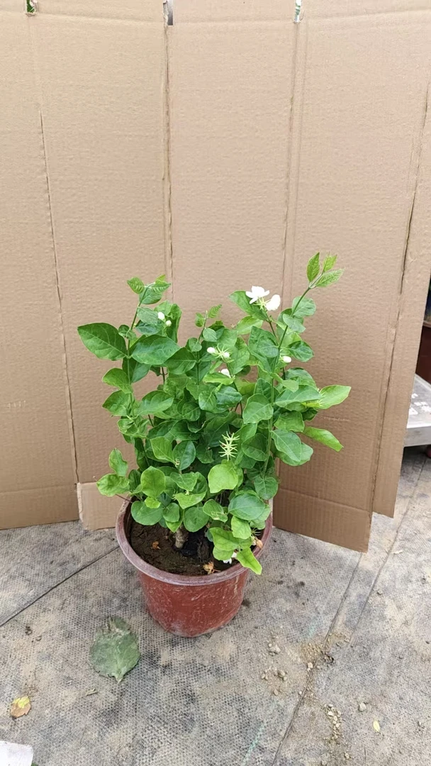 茉莉花盆栽盆景花卉绿植基地原盆   一盆
