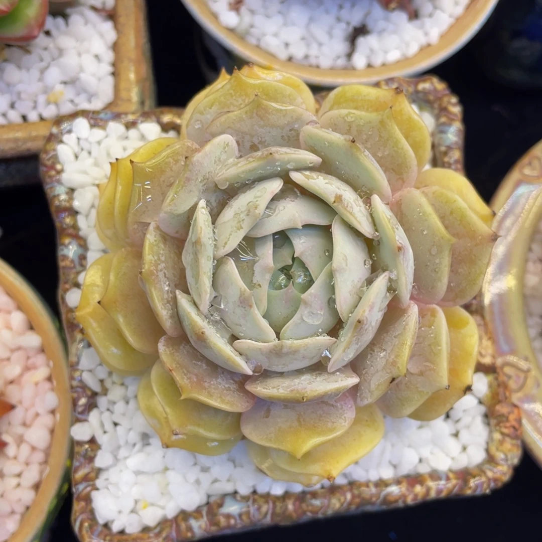 多肉植物盆栽多肉