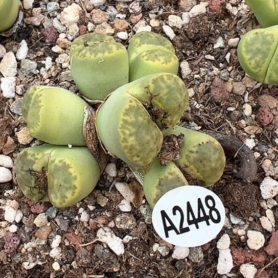 2448.黄明炫6头群生