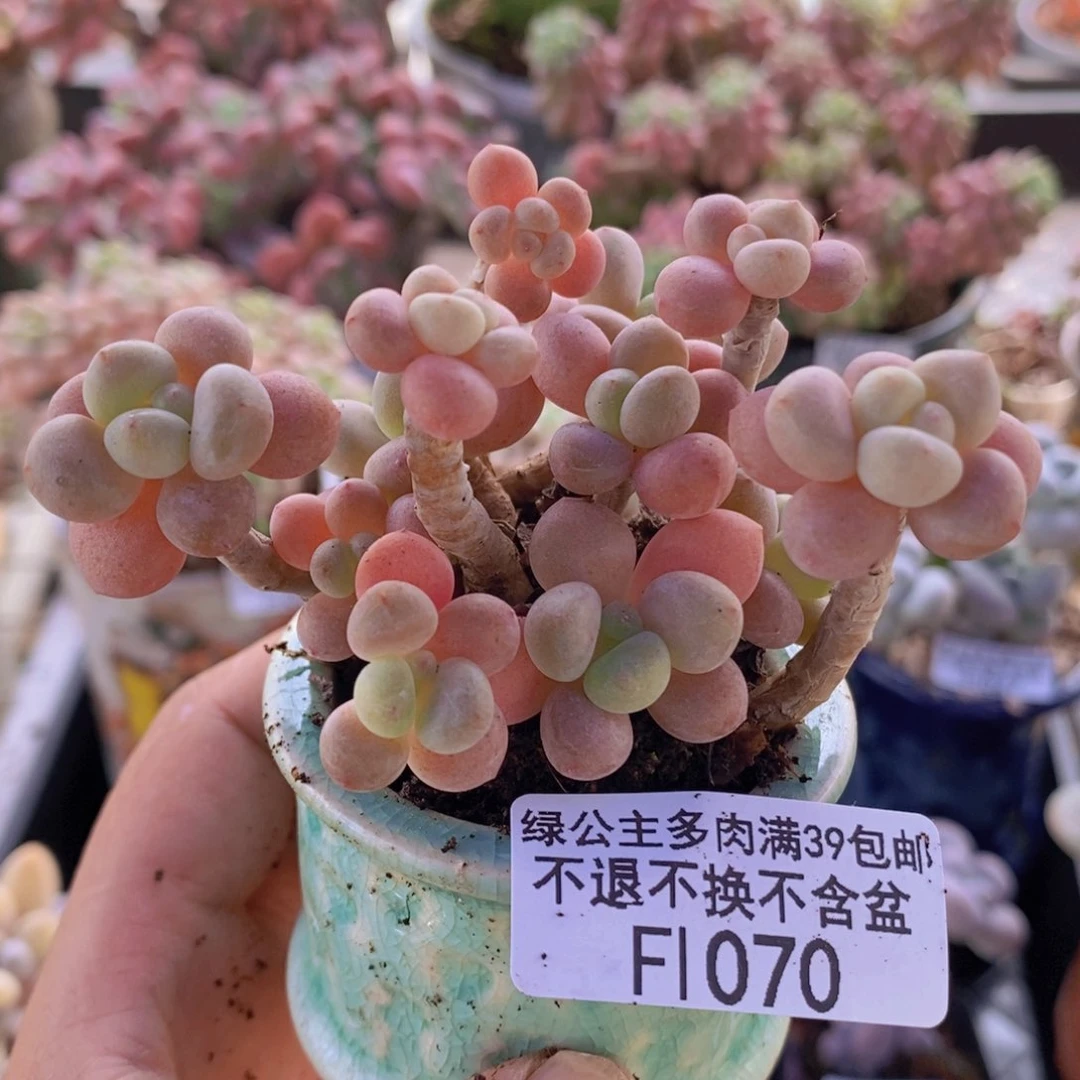 鱼子酱老桩有砍7cm1070多肉
