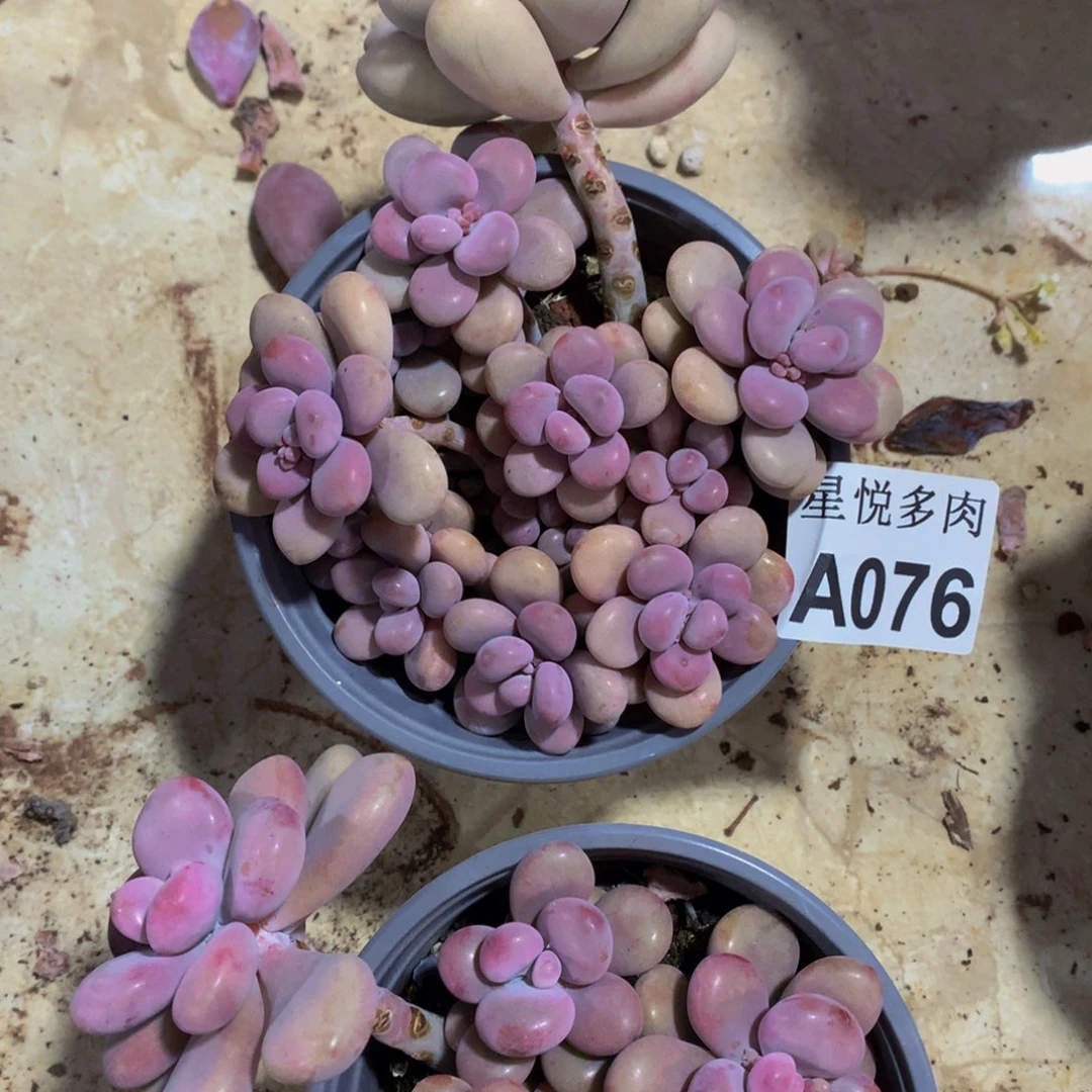 仙*姐星悦多肉    A076