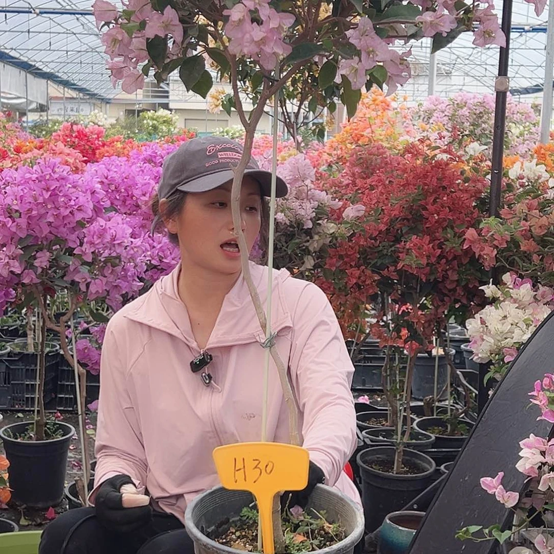 蓝***雨大部分花苞少量开放H30丽娜