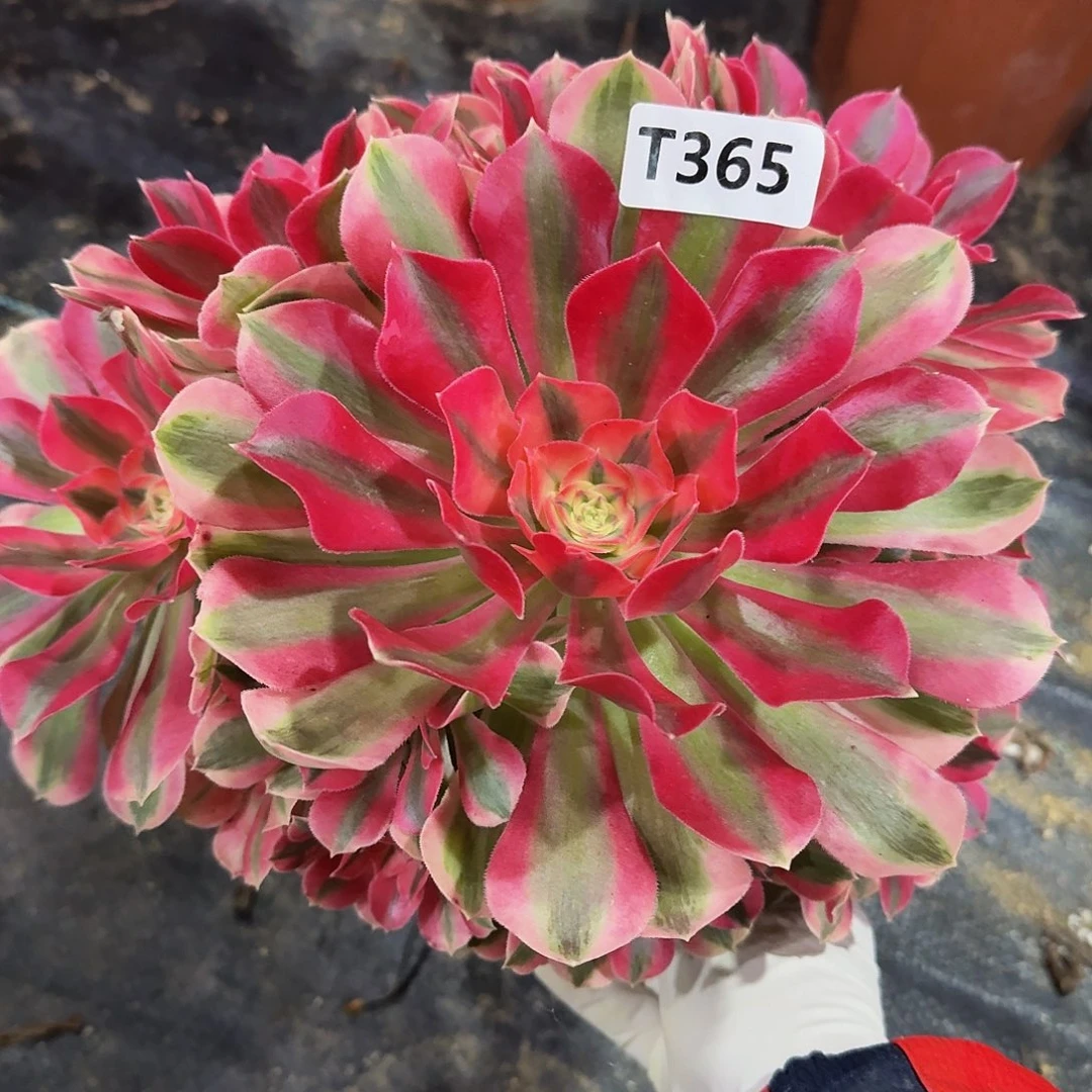 全部花朵365女巫33冠服25左右