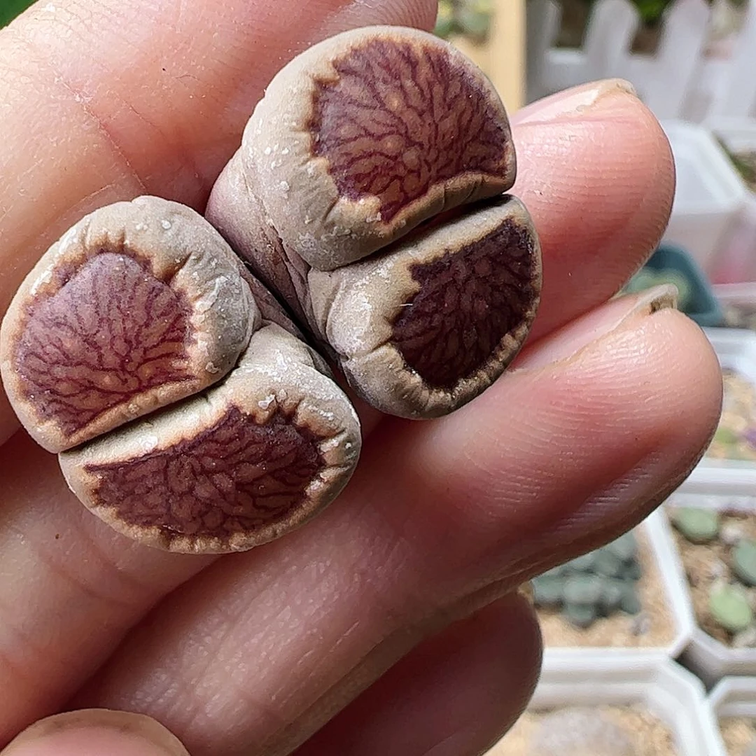 红窗菊一颗包邮………