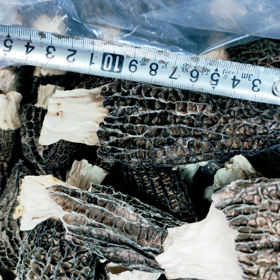 超大羊肚菌新货云南高山特产送礼级牛肚菌干货菌菇煲汤孕妇