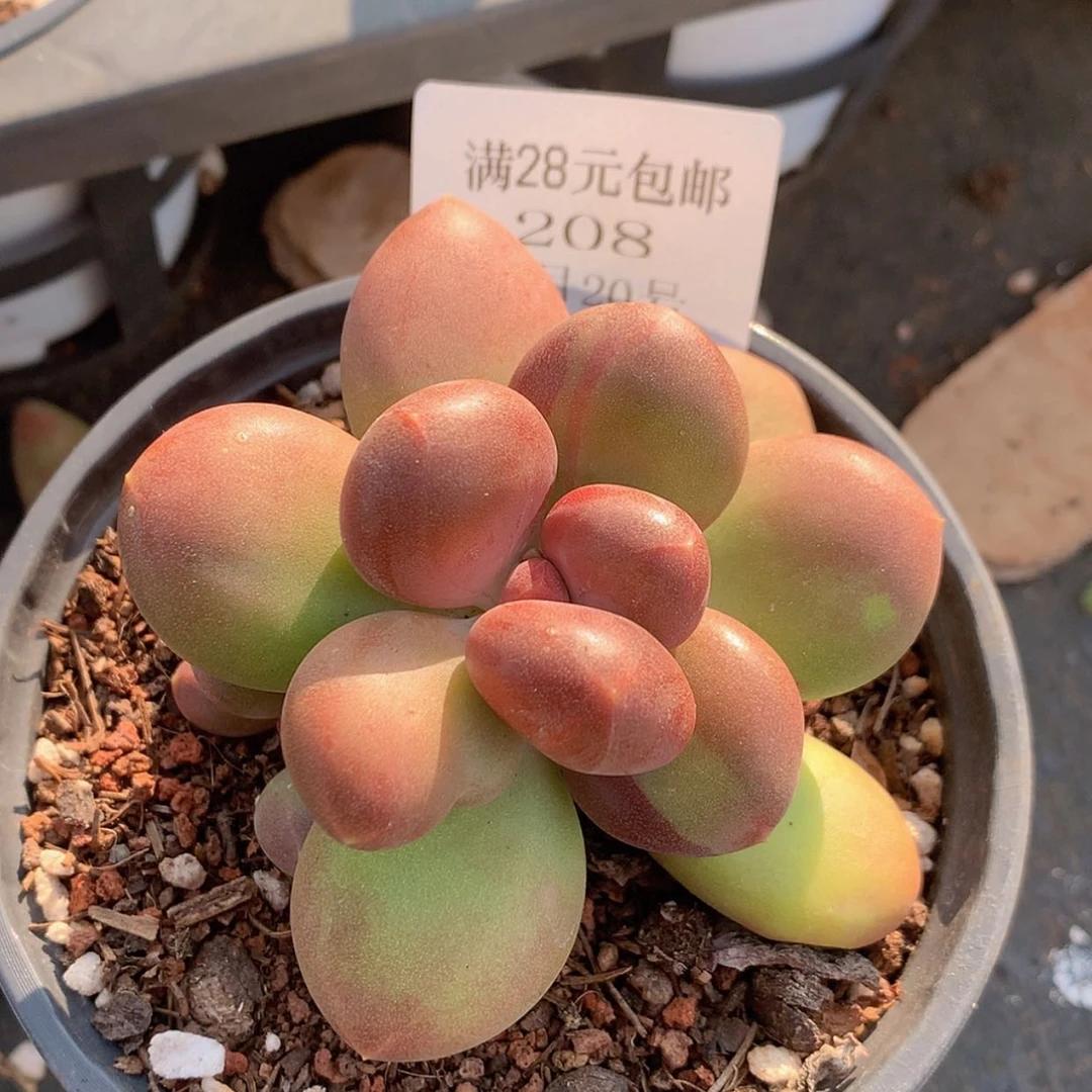 【闪购商品】云208号