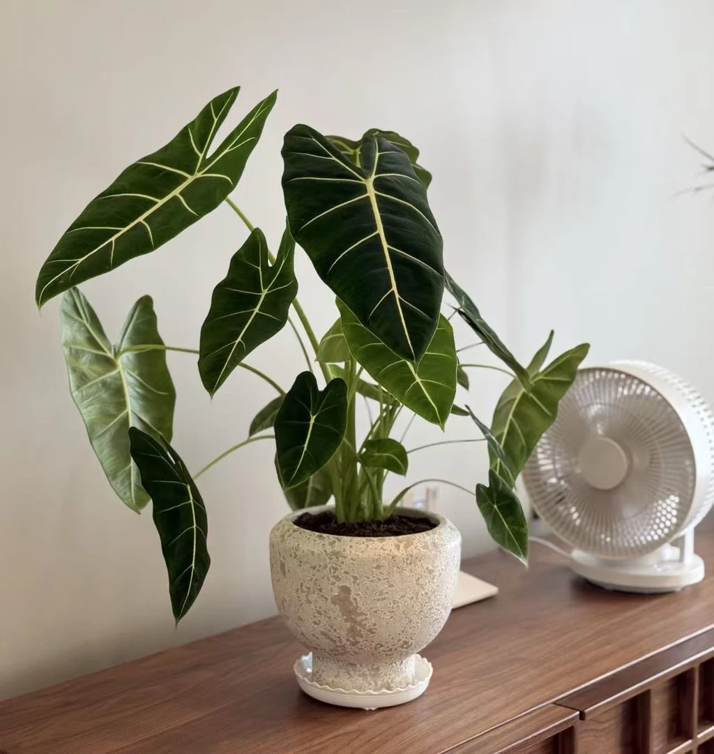 【两盆！！】（120#绿鹅绒）室内观赏绿植颜值超高（直播间展示为准）