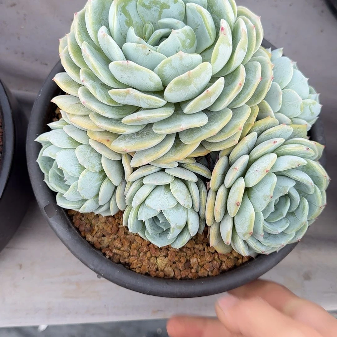 云*劳林 00000000000