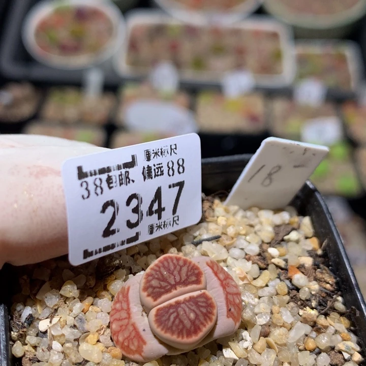 zzz精品生石花2347