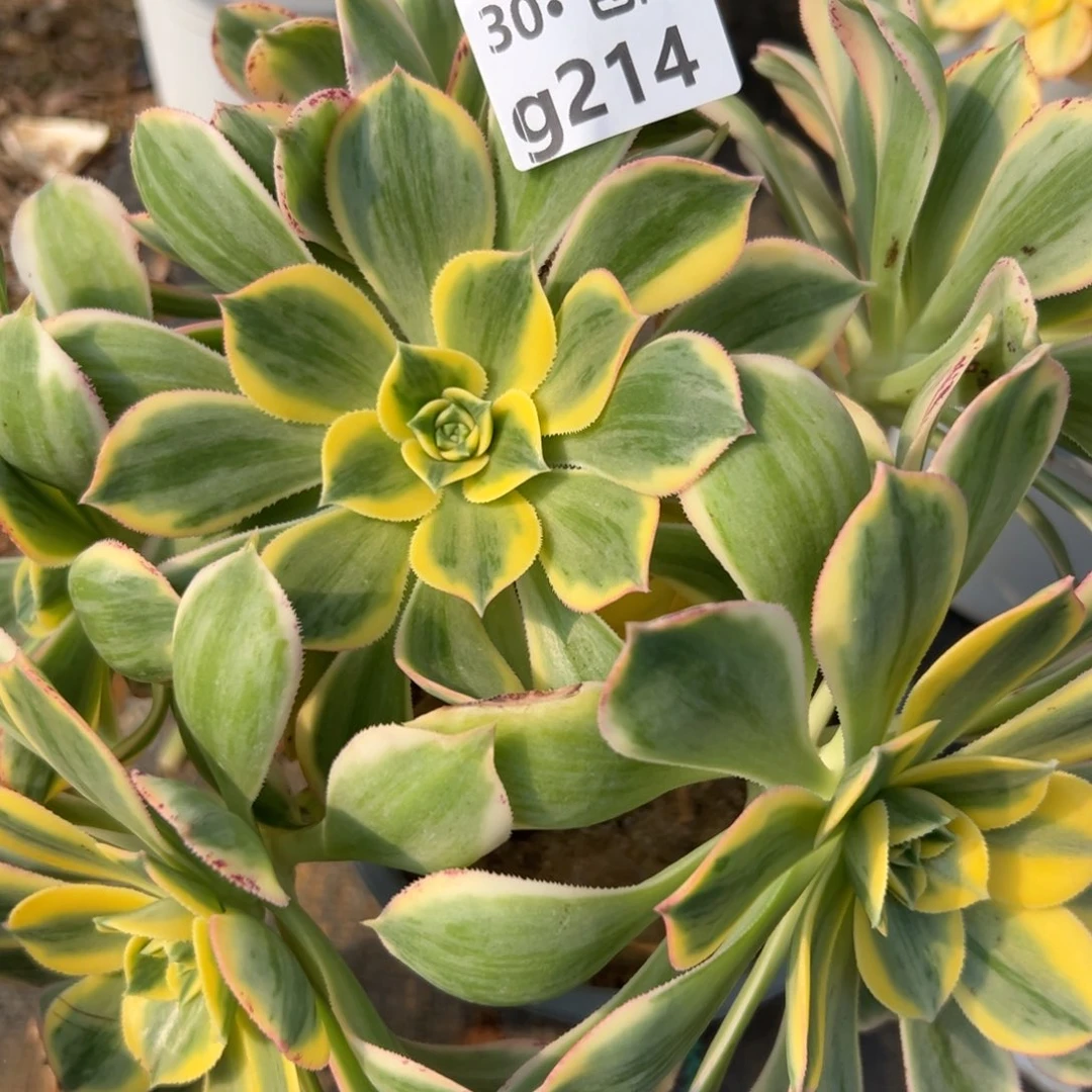 214 多肉法师，灿烂