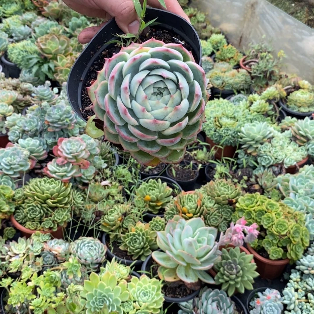 6028粉水晶一物一拍