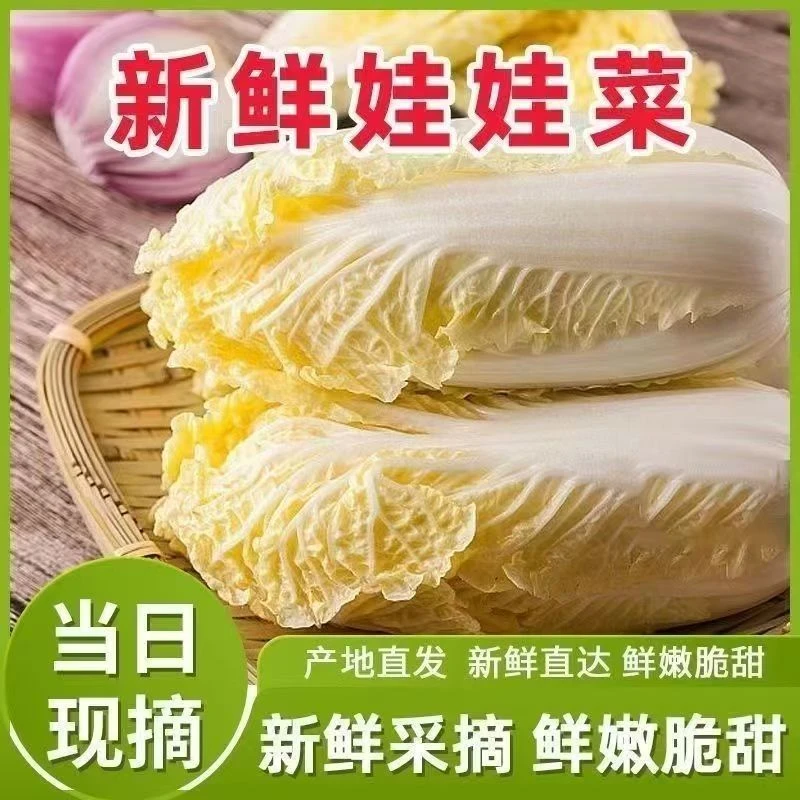 【露天种植】云南农家黄心娃娃菜现砍现发新鲜时令蔬菜火锅涮菜B