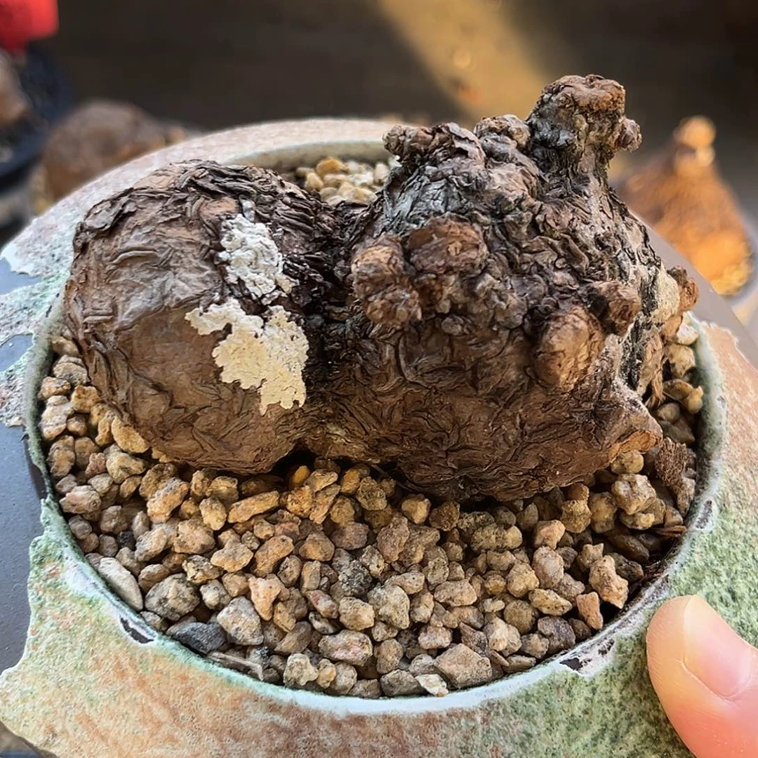 精品一叶龟，龟甲纹