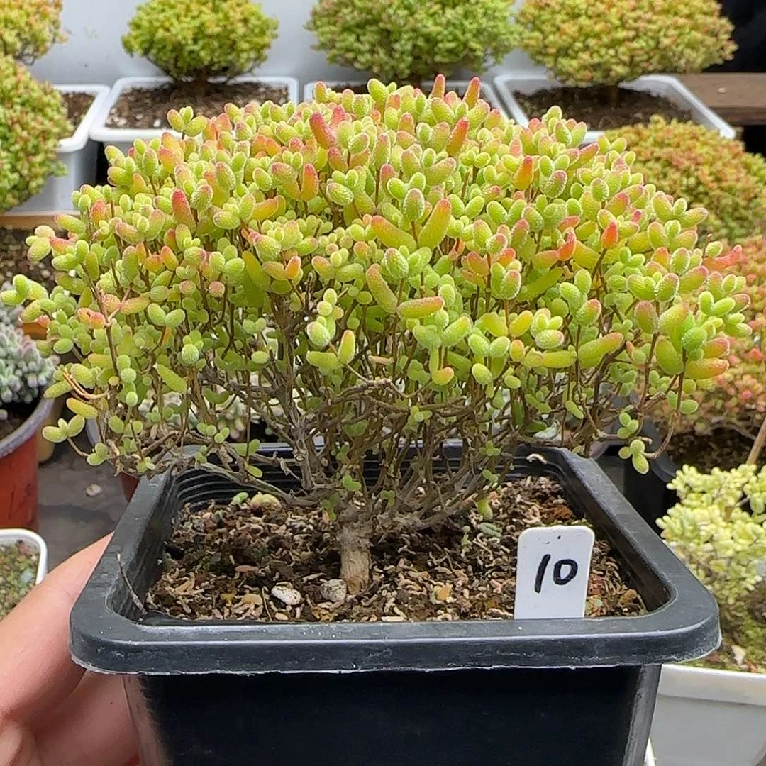 蜜橘糖球一物一拍