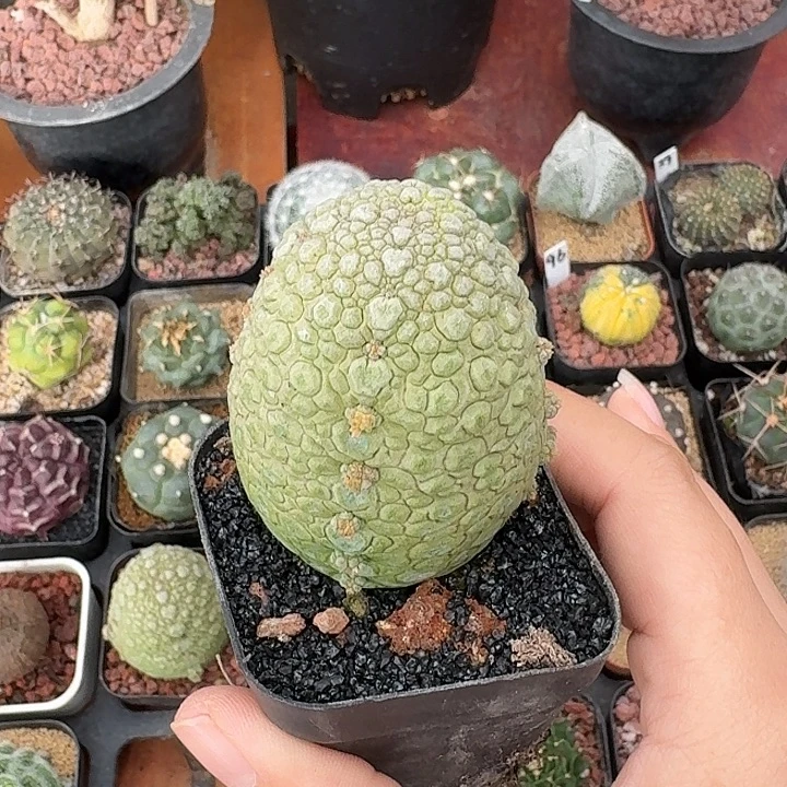 凝蹄玉仙人球2234