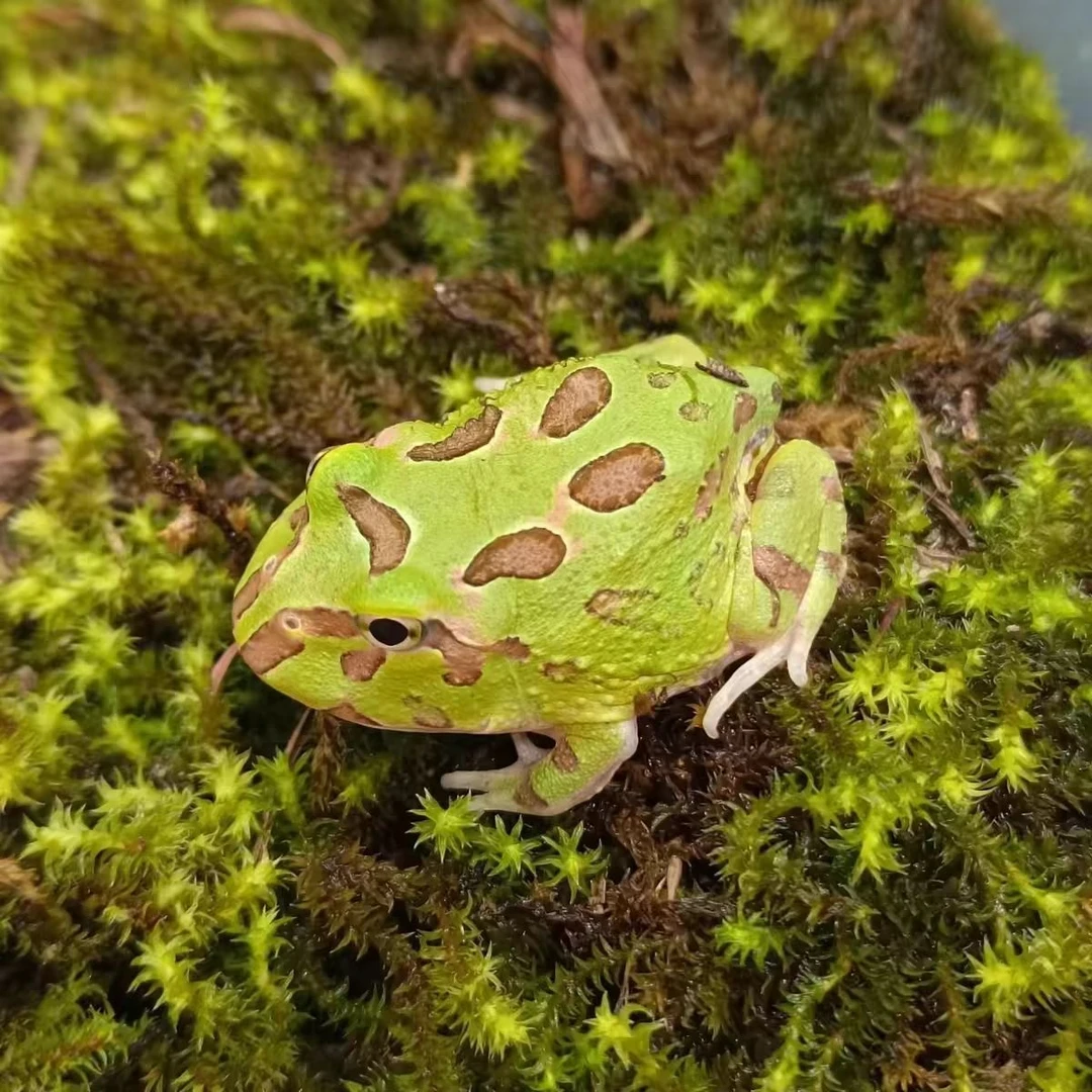南美角蛙活体绿南瓜皮卡丘等多种花色宠物异宠