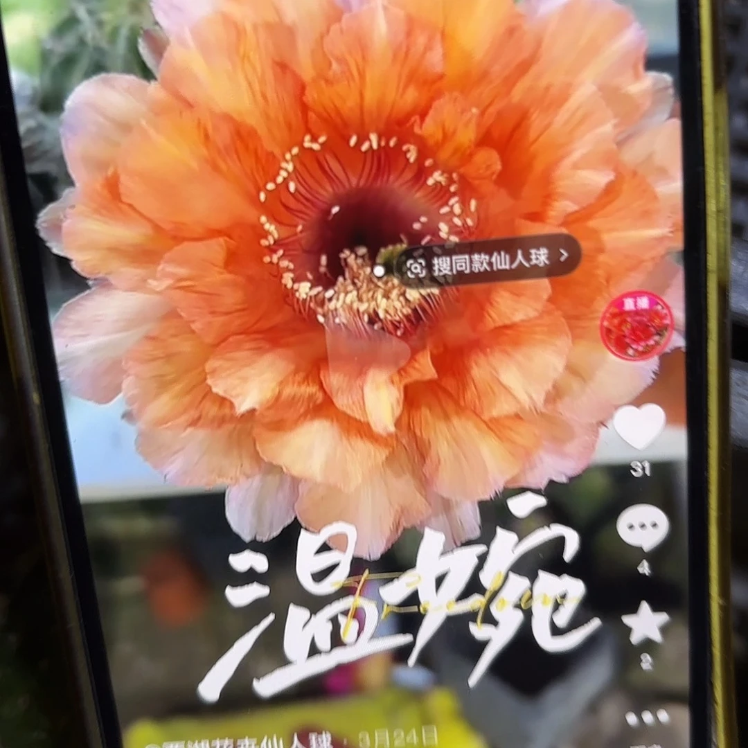 温婉彩侧牙20包邮仙人球59