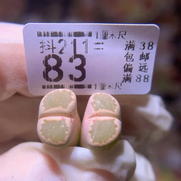 生石花多肉211.83