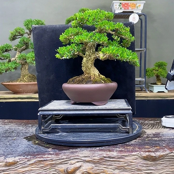 无花朵黄杨盆景四季常青