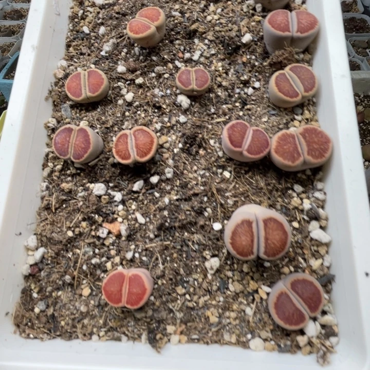 晶***娃1111111111111111