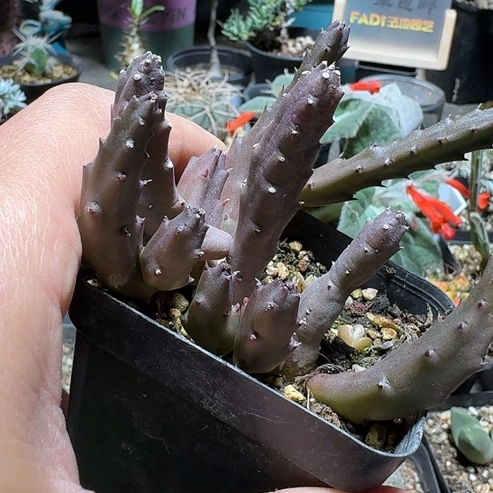 水***草260红萝藦脱土发货