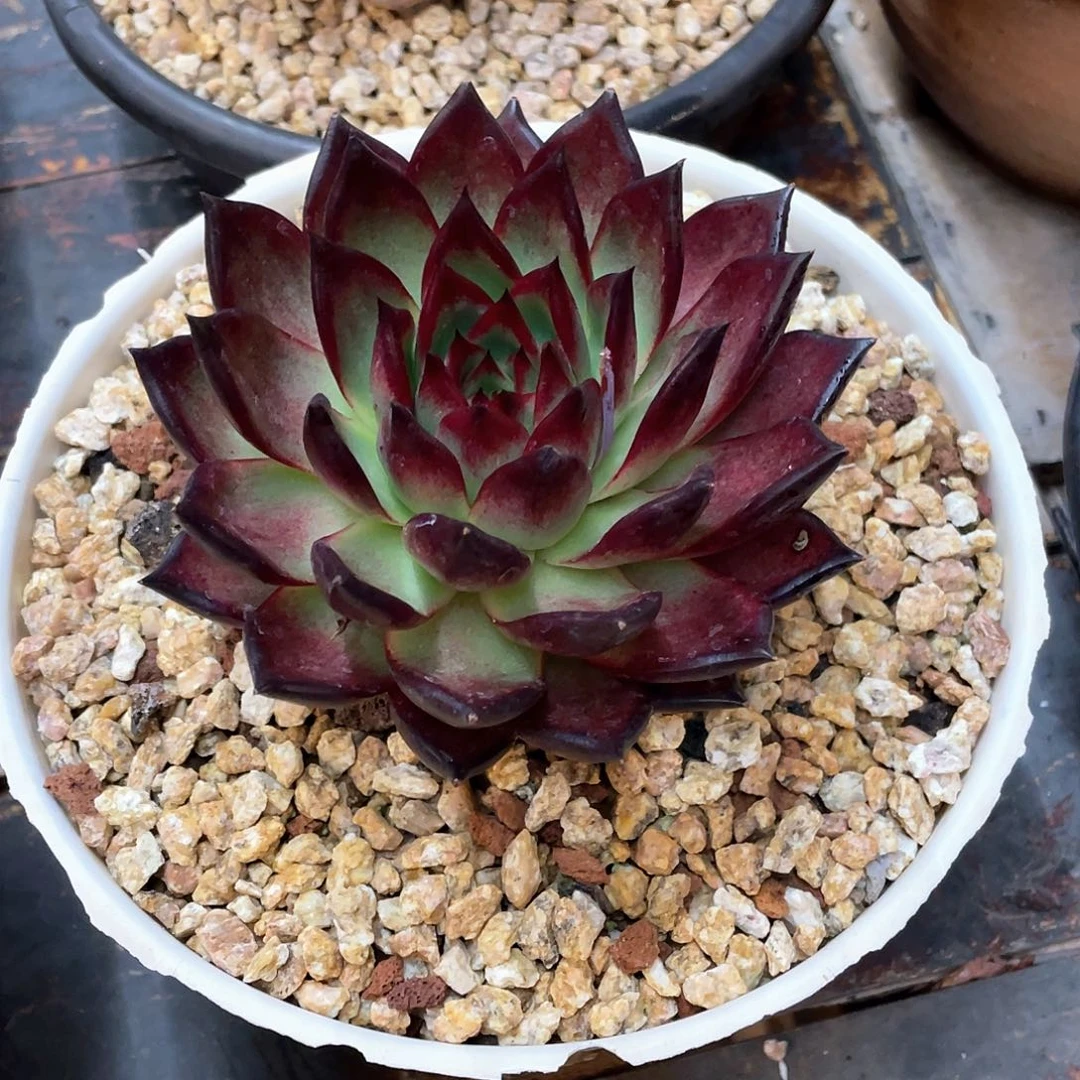 八***柜多肉植物一物一拍