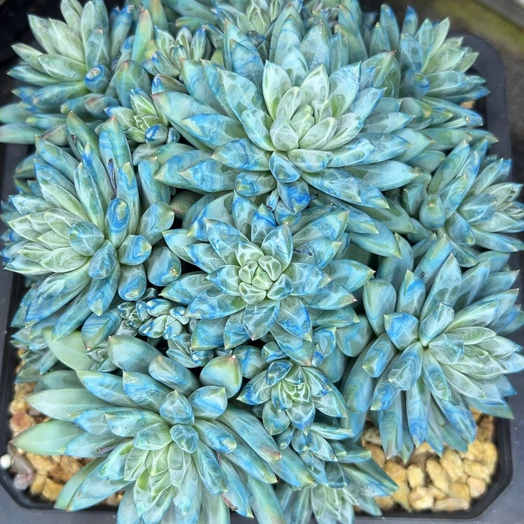 郁***仔美人杂交大群，一物一拍