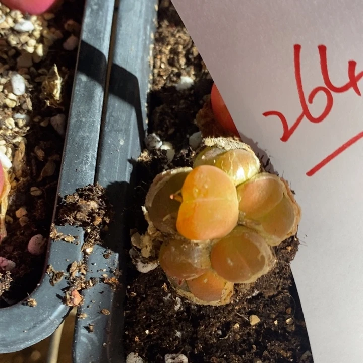 26412一个一个一个