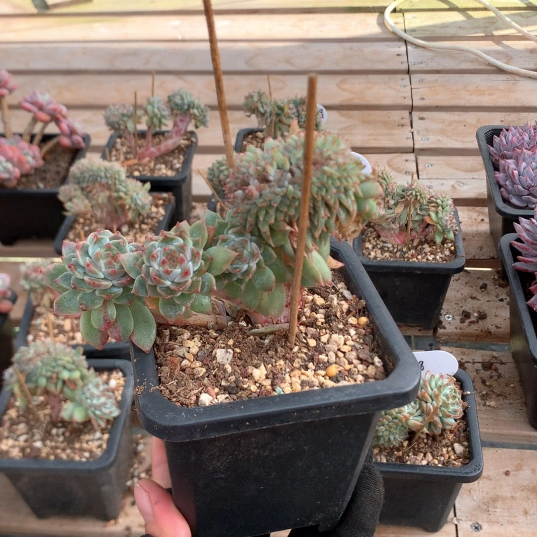 11厘米底切小树冰魄缀 41