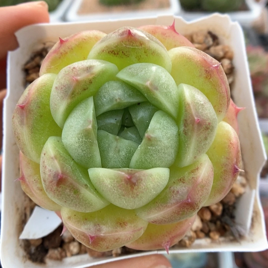 油透麦秆可拍4126号。