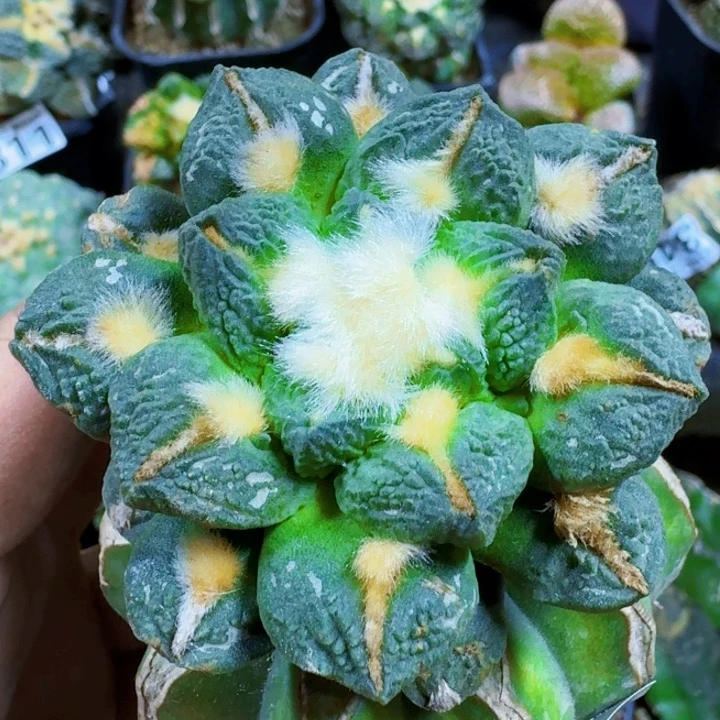 福利苗接黑牡丹连山359