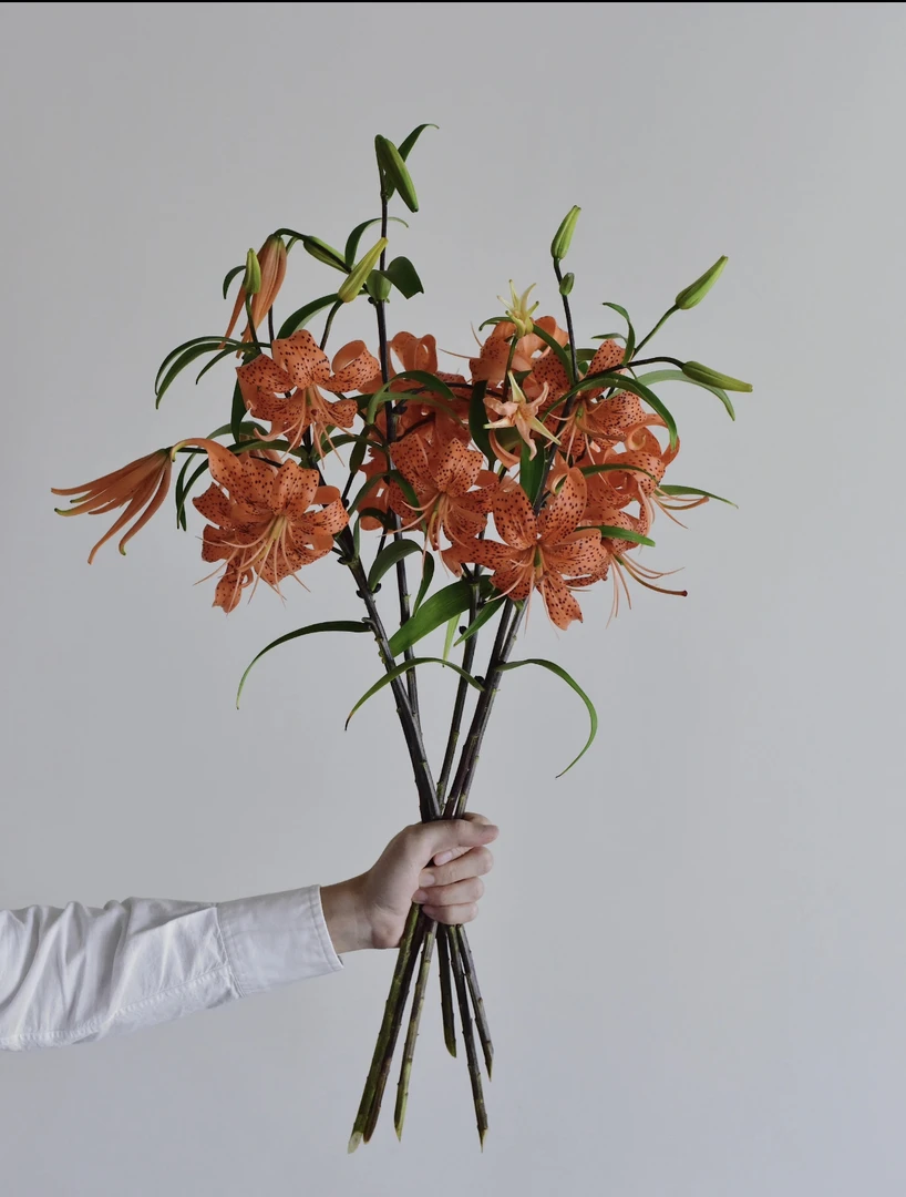 【多头哈雷彗星百合鲜花】云南产地直发 | 新鲜采摘