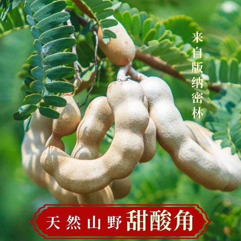 【秋石甄选】云南甜酸角自然原生甜酸角树上自然风干180天零食果脯