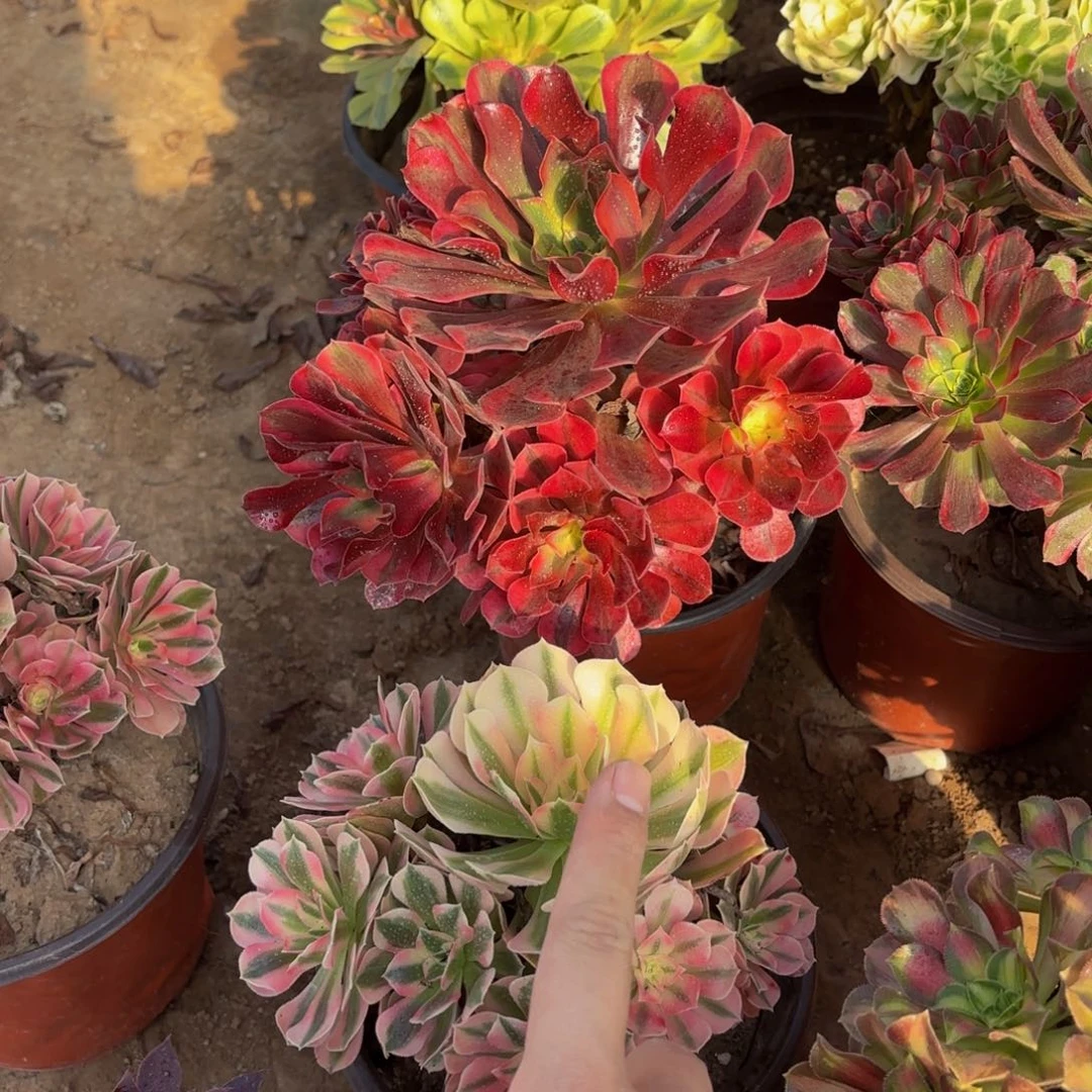 美杜莎粉女巫两颗9.9