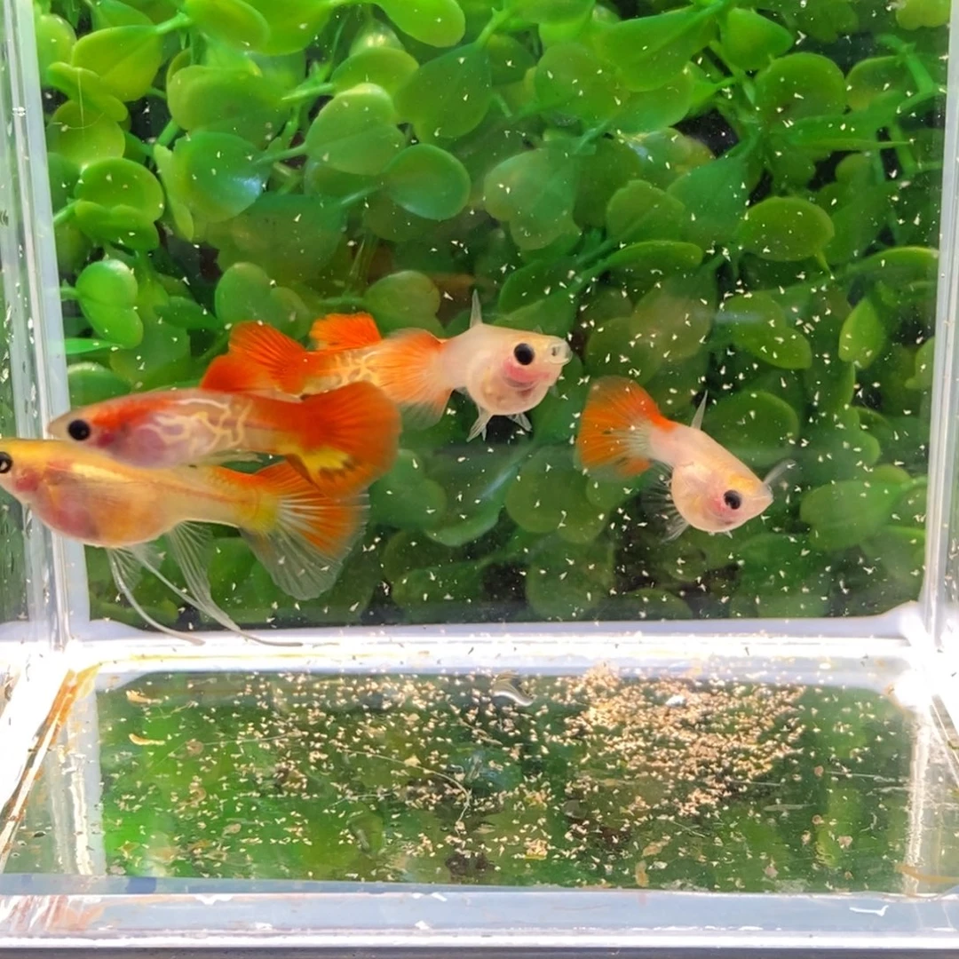 孔雀鱼银河琉璃c一对三普通