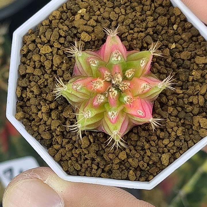 粉钻乔治绿锦一物一拍02