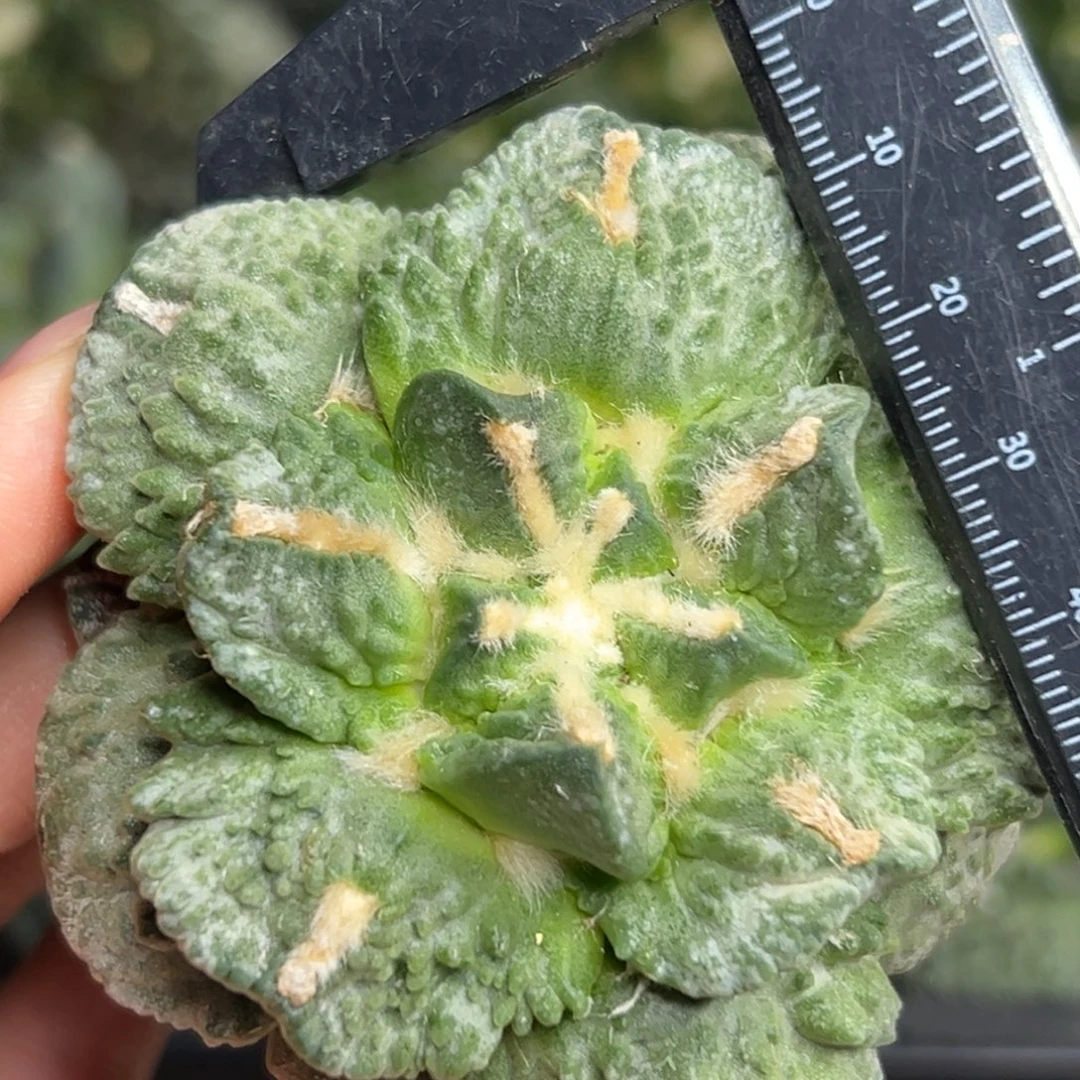 309 仙人球的比赛将