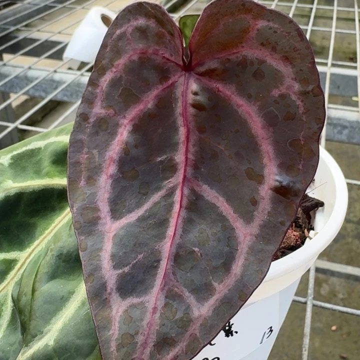 完全开放13号龟壳紫